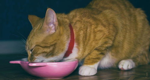 猫咪怀孕不能吃什么东西,猫咪怀孕多吃什么东西,猫咪怀孕时可以吃什么东西来