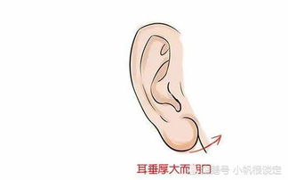 人们都说耳垂大是福,那么耳朵哪几个特征,最长寿呢 