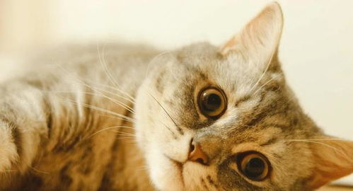 猫咪慢性胰腺炎是什么 患病猫会有哪些症状 铲屎官该如何处理