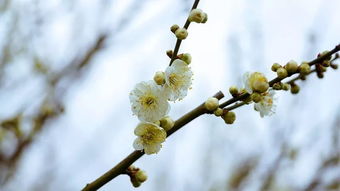 四季更迭,花开花落,于流年里遇见光福