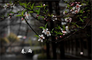 绵绵春雨润万物,点点绿意吐新枝 是什么意思 