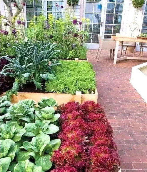 庭院种菜养花