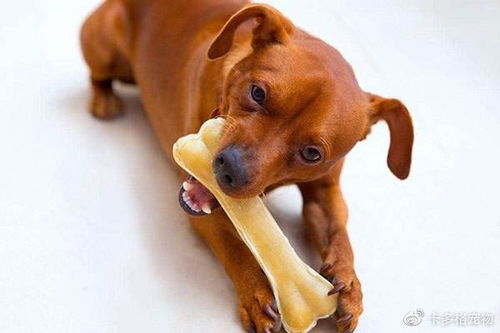 你喜欢给你家狗狗啃骨头吗 狗狗被骨头卡住了怎么办你知道吗
