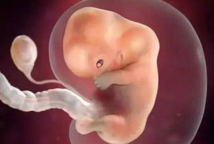 大家一起来看看胎儿发育全过程高清图片 