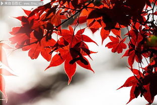 红色枫叶背景图