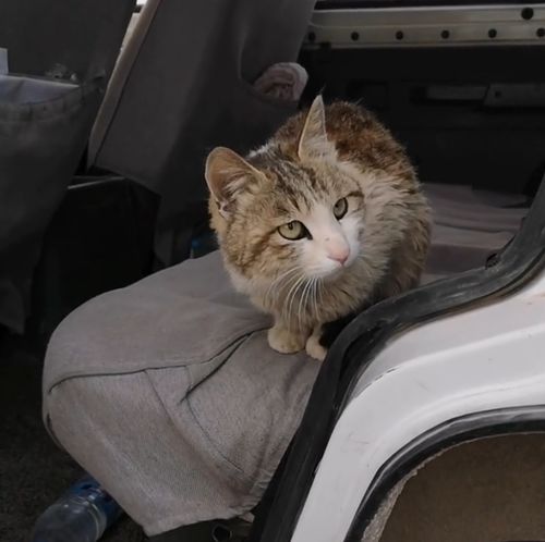无人区发现一只流浪猫,赖着车里面不肯下去 可以带我一起走吗