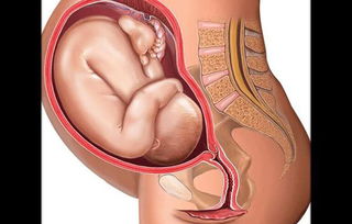 胎儿，胎儿发育不同阶段