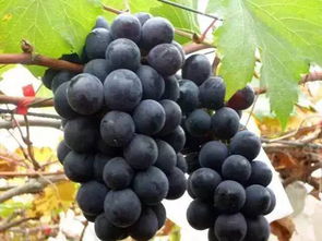 巨峰葡萄原产地在哪里,云南顶级葡萄品种？