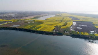 枞阳摄影大擂台 正是油菜花赏时,相约枞阳乡村行 