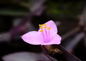 你家紫竹梅开花了吗 紫竹梅什么时候开花