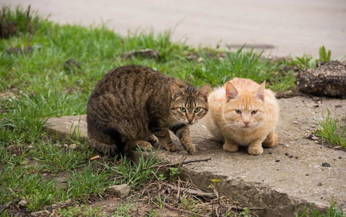 野猫流浪记 一 一窝小猫崽儿