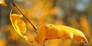 柳树秋天是什么样子的,描写秋天柳树的优美句子？