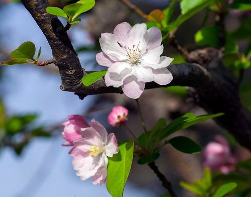 4月一到,喜鹊报喜,4属相吉星高照,事业蒸蒸日上,大吉大利