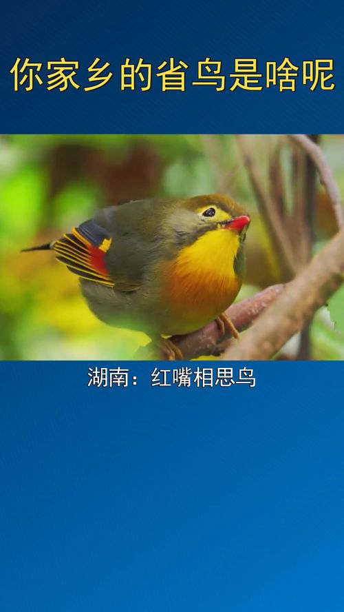 各省的省鸟都是啥 你家乡的省鸟呢 冷知识 大开眼界 