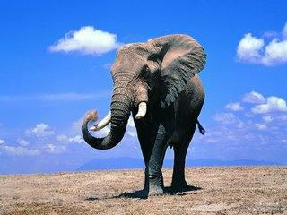 大象的寿命 