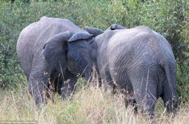 最原始的野蛮 肯尼亚两公象为争配偶展开搏斗 