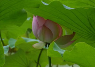 十二星座什么年龄最美 花在不同的时候芬芳