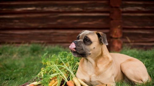 老年犬常见眼疾,以及吃什么有助于狗狗眼睛健康 一篇文全告诉你