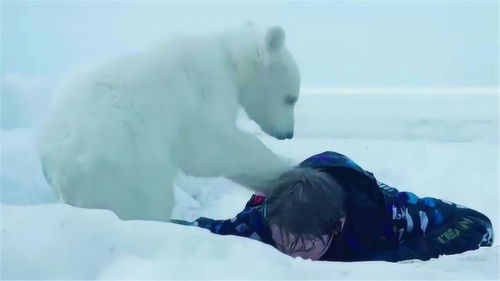 男孩捡了一只小北极熊,当宠物养,一起去冒险危急时还救了他一命 