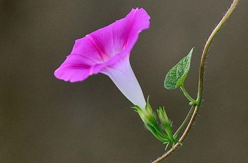 5天后,喜鹊相助,桃花盛开,偶遇爱情,缘定终生,你是余生归宿 白羊座 巨蟹座 网易订阅 