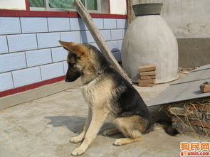 德牧照片 德国牧羊犬照片 德牧照片 黑背照片 黑贝照片 1169.JPG 友莉的相册 aec427997 