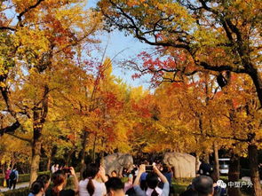 这里有南京秋天最美的样子,满足秋天的童话 11.24 25