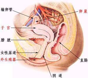 尿路感染的定义和临床表现 