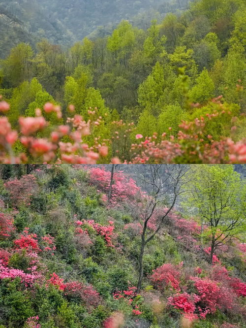 春天金寨杜鹃花开,美如画 