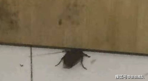宿舍有蟑螂怎么办