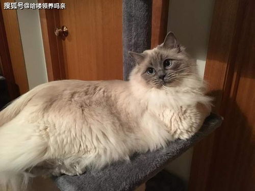 新手养猫可以养布偶吗 玻璃胃 掉毛怪 说说那些对布偶猫的误解