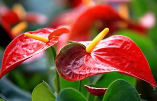 红掌花语象征与寓意,什么花的花语是热情外向
