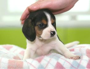 图 南京犬舍实体店出售 比格幼犬 质保三个月送用品签协议 南京宠物狗 