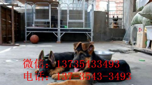上海犬舍出售德牧幼犬 狗市在哪买狗 哪里有卖狗地方