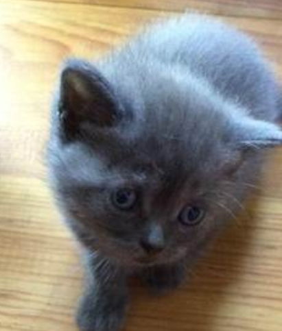 买了一只可爱的小蓝猫,养了三个月后,网友 我能退货吗