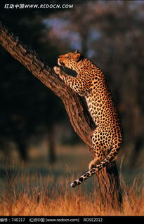 在爬树的豹子图片免费下载 编号740217 红动网 