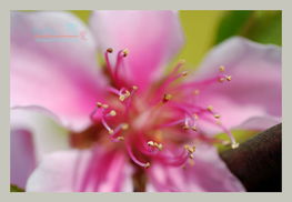 家花 野花一样爱