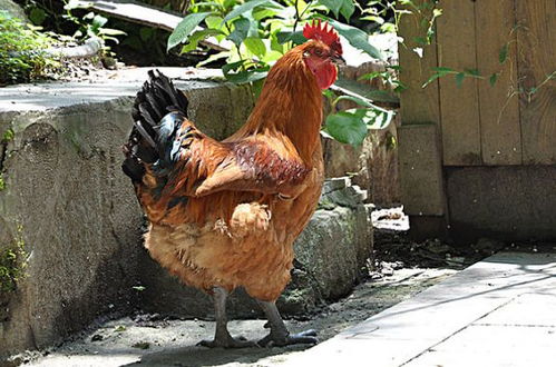 生肖鸡 揭秘1969年属鸡人的毕生寿命,过了51岁属于什么命