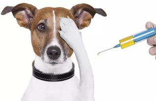 动保协会养狗知识普及 宠物疫苗和驱虫时间表 