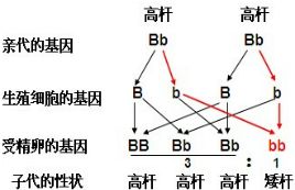 小麦的高秆与矮秆是一对相对性状.此表为小麦茎高矮的遗传试验结果.请分析回答下面的有关问题 组合亲本性状子一代的性状和植株数目高秆矮秆1高秆 矮秆1031122高秆 高秆 