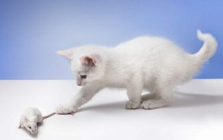 脑筋急转弯 一只猫看见老鼠拔腿就跑,为什么 