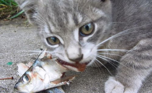 为什么猫咪不能过量吃 鱼 ,因为有这5个弊端
