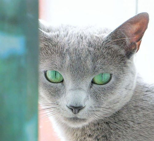 俄罗斯猫,绿宝石般的眼睛,勾人心魄 
