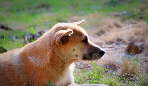 中华田园犬 