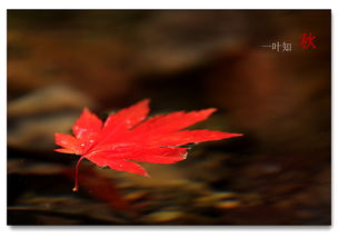 关于红枫树和流水的诗句