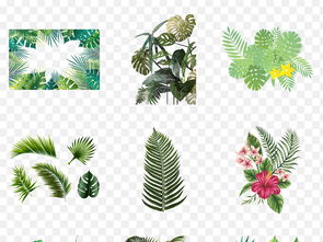 手绘风热带植物花卉插画元素素材叶子素材 米粒分享网 Mi6fx Com