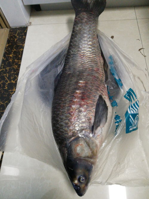 朋友送了一条鱼17斤多,帮忙辨别一下,这是什么鱼 