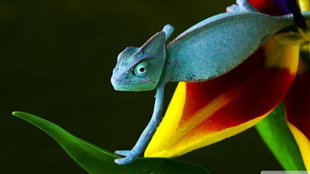 blue chameleon 