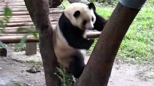 这大熊猫的智商应该不高,网友 你敢说 国宝 ,放肆 