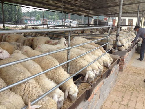 养十只羊一年能赚多少钱一只羊得吃多钱的料 