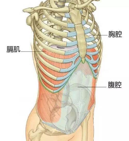 肋骨在哪个位置图片 搜狗图片搜索